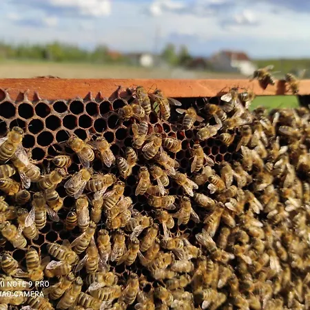 Of Nature - Kuca Prirode Feriehus Odžak