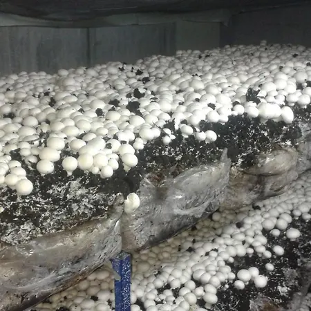 Of Nature - Kuca Prirode