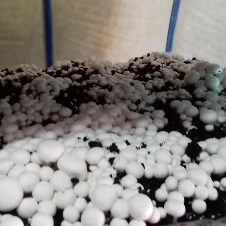 Tatil Evi Of Nature - Kuca Prirode