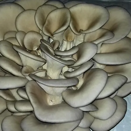 בית נופש Of Nature - Kuca Prirode Odžak