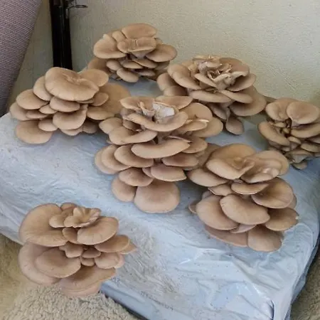 Of Nature - Kuca Prirode *