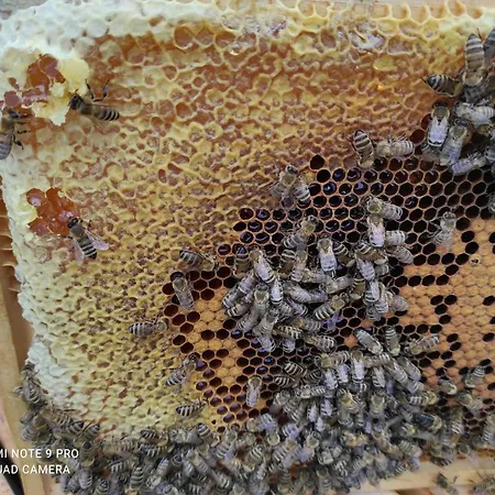 Of Nature - Kuca Prirode * Odžak