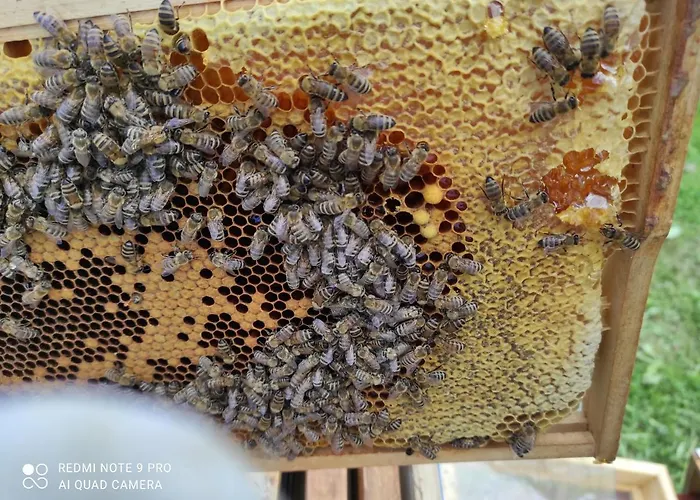 Holiday home Of Nature - Kuca Prirode Odzak