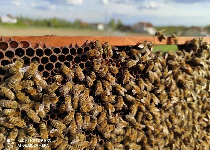 Of Nature - Kuca Prirode Holiday home Odzak