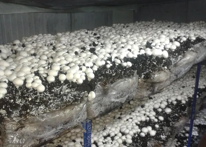 Of Nature - Kuca Prirode