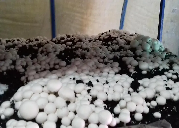 Holiday home Of Nature - Kuca Prirode