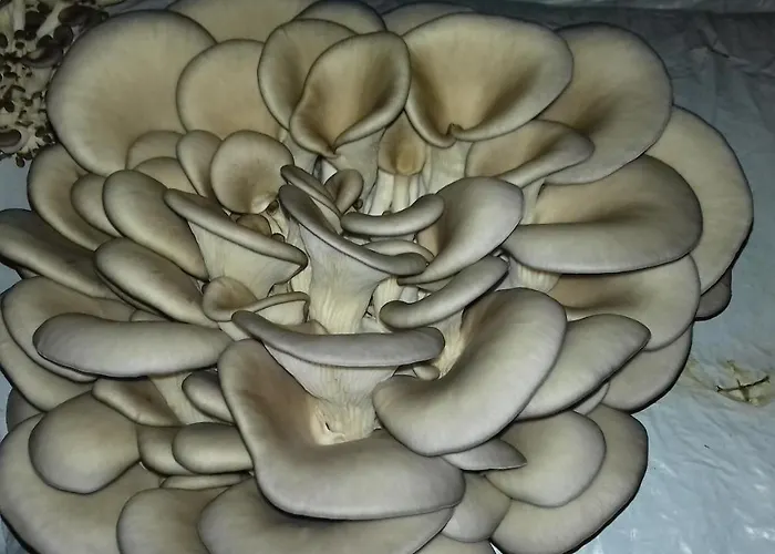 Holiday home Of Nature - Kuca Prirode Odzak