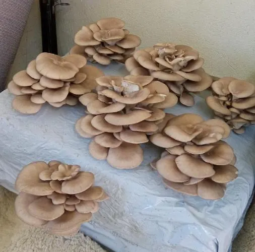 Of Nature - Kuca Prirode *